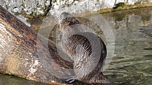 Coypu, myocastor coypus, also known as river rat or nutria, is large, herbivorous, semiaquatic rodent and only member of family My