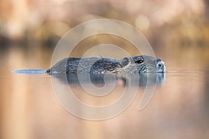 The coypu Myocastor coypus, large brown rodent swimming in the water, soft reflection on water level, orange background