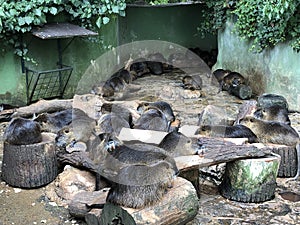 The coypu Myocastor coypus, The Nutria or Barska Nutrija