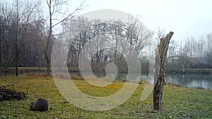 A coypu, Myocastor coypus or nutria, eats grass close to a small lake in winter