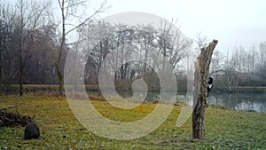 Coypu, Myocastor coypus or nutria, eats grass with a magpie, Pica pica