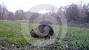 Coypu, Myocastor Coypus or Nutria, eats grass in a winter day. Wildlife Video.