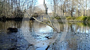 A coypu, Myocastor coypus or nutria, eats in a lake in winter morning.