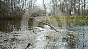 A coypu, Myocastor coypus or nutria, swimms in a small lake.