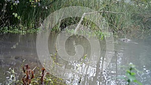 Coypu, Myocastor Coypus, or Nutria Swims in a Pond of a Swamp in a Wood