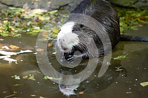 coypu, Myocastor coypus, with a white head eats food in water