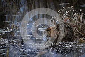 Coypu (Myocastor coypus) in winter