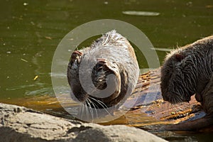 Coypu or Nutria