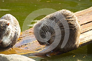 Coypu or Nutria