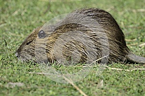 Coypu or Nutria photo