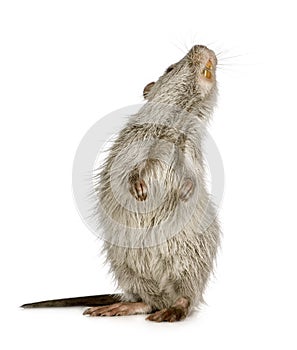 Coypu or Nutria