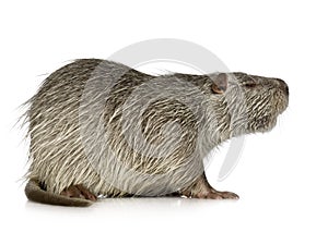 Coypu or Nutria