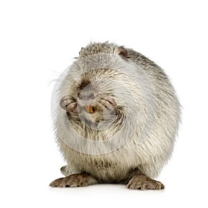 Coypu or Nutria