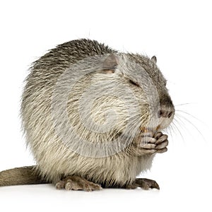 Coypu or Nutria