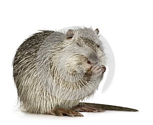 Coypu or Nutria