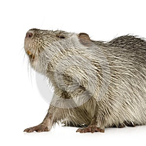 Coypu or Nutria