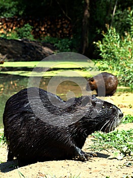 Coypu (Nutria)