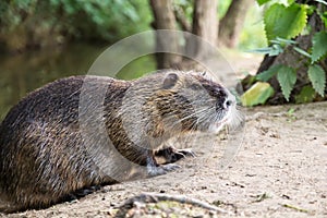 Coypu/Nutria II