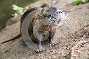 Coypu/Nutria
