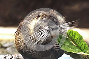 Coypu or Nutria eating - South American Rodent