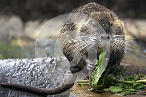 Coypu or Nutria eating - South American Rodent