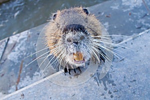 Coypu or Nutria (Myocastor coypus)