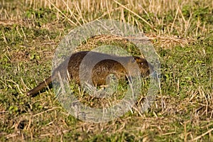 Coypu or Nutria Myocastor coypus:  a large, herbivorous, semiaquatic rodent with brown fur  feeding near a river in the Italian
