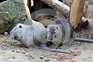 Coypu or nutria
