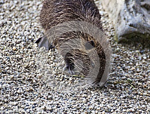 Coypu or nutria, rodent with webbed feet