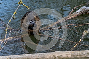 Coypu or Nutria rodent in the wild