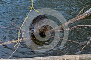 Coypu or Nutria rodent in the wild
