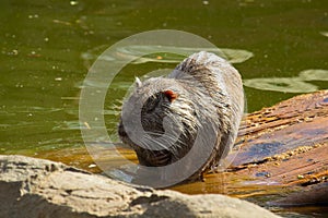 Coypu or Nutria sitting cleaning themself