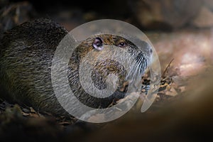 Coypu or Nutria - South American Rodent