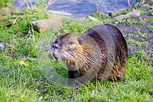 Coypu - Nutria - Southamerican Beaver