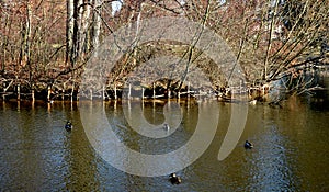 Coypu released into the wild is kept near large cities where people feed them leftovers from the kitchen. strengthening the banks photo