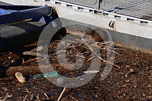 Coypu released into the wild is kept near large cities where people feed them leftovers from the kitchen. strengthening the banks