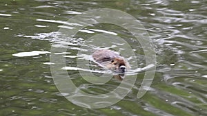 Coypu in a river