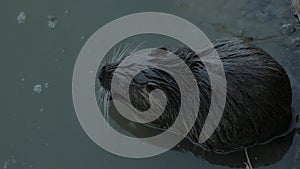coypu rodent on the surface of a pond while cleaning its fur