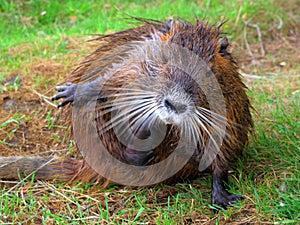 Coypu scratching yourself