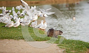 Coypu with seaulls in Serravalle park in Empoli