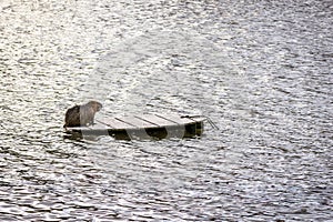 Coypu swimming on the wooden raft in river Vltava in Prague