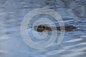 A coypu in swimng in the river