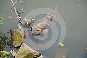 Coypu swims in the pond