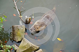 Coypu swims in the pond