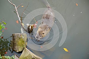 Coypu swims in the pond
