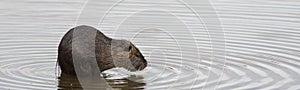 Coypu washing himself in the water