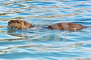 Coypu in water