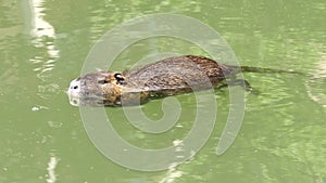Coypu in the water of a canal, in Toulouse, France.