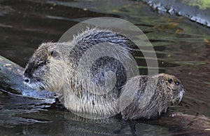 Coypu with young
