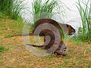 Coypu with young
